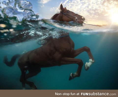 Swimming Horse: An above and below view of a horse swimming in the sea