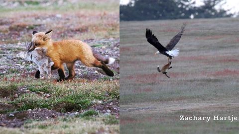 Fox catches a rabbit, then an eagle catches the same rabbit