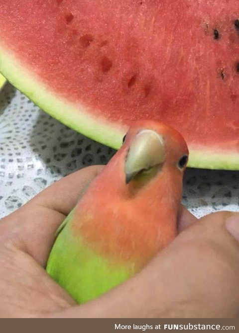 Bird with flavor