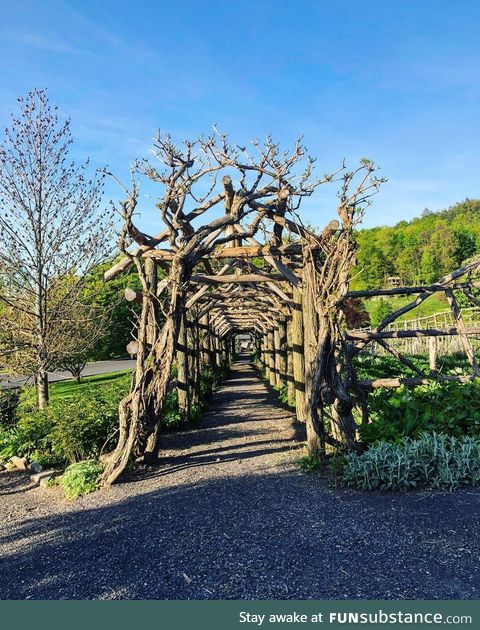 Trees were grown beautifully entangled into the wooden base structure