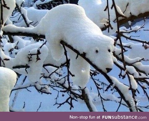 The rare arctic snowhound