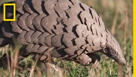 Pangolins: The Most Trafficked Mammal You've Never Heard Of  National Geographic