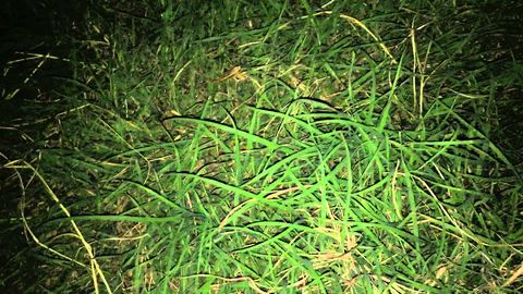 If your lawn sparkles at night, you should run