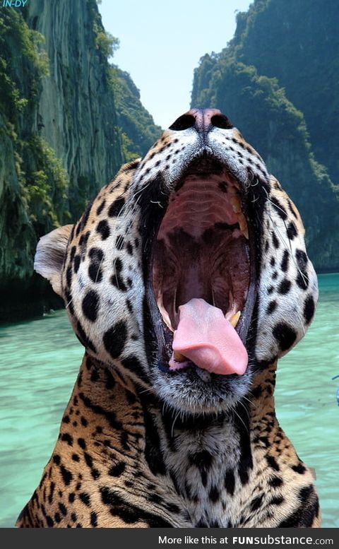Picture of a yawning leopard