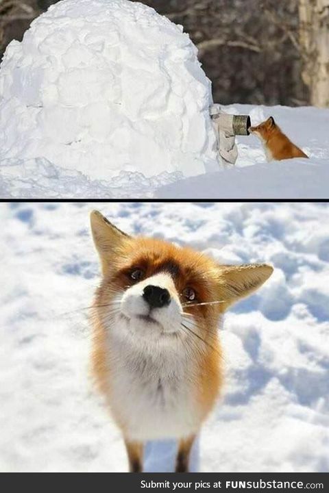 "hello this is fox!"