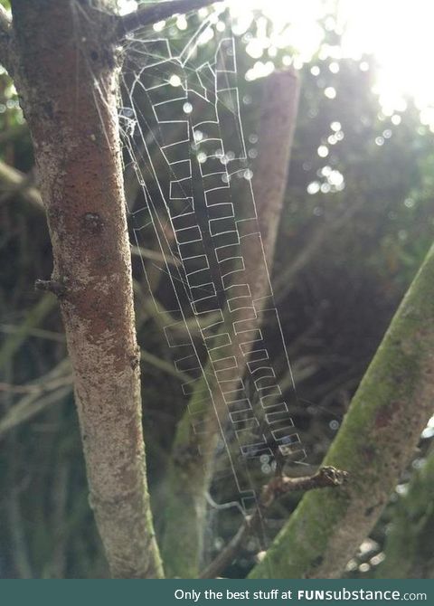 This spider web