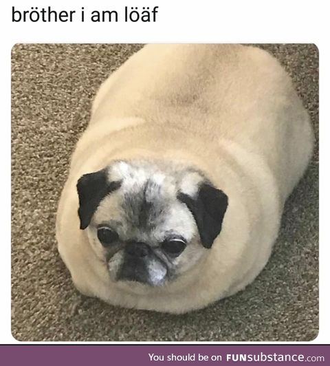 Dog bread