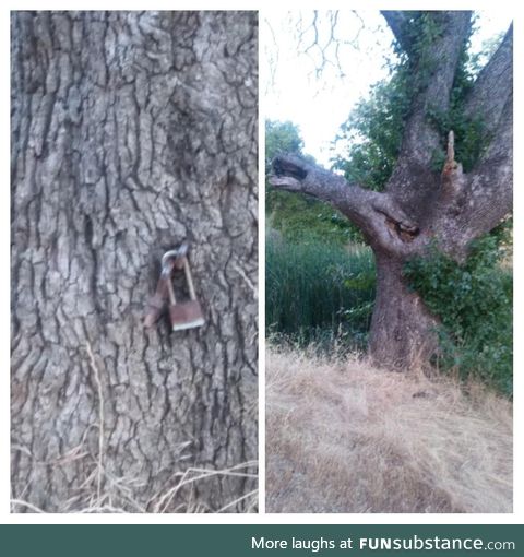 The tree is locked