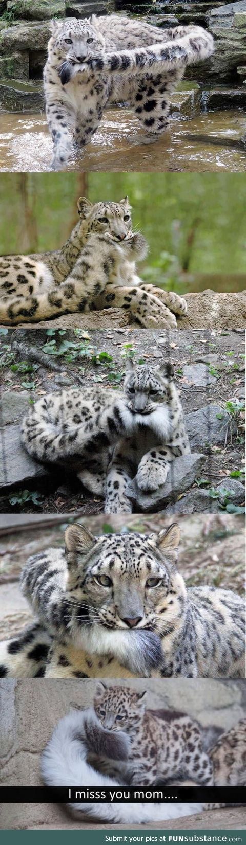 Snow leopards are precious