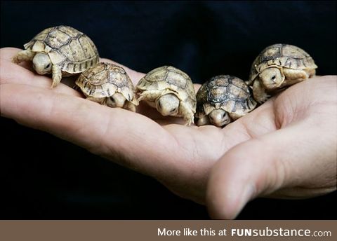Tiny tortoises
