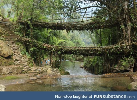 A 2 level Living Root Bridge, Cherrapunjee, North Eastern India