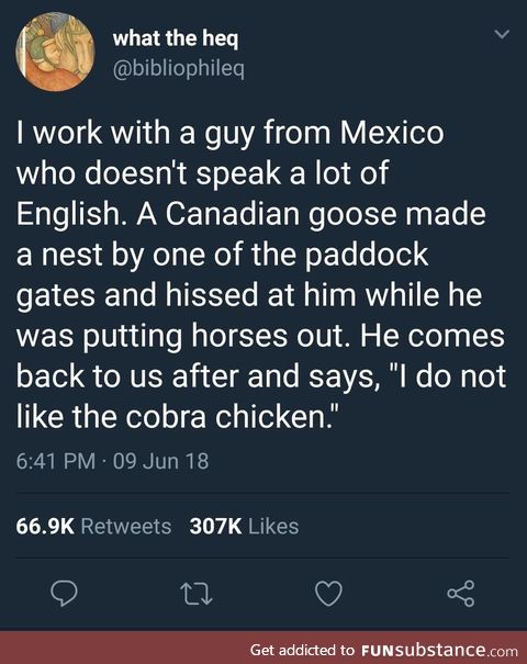 Please don't feed the cobra chicken