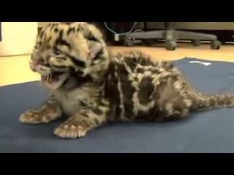 Baby leopard lets out mighty roar