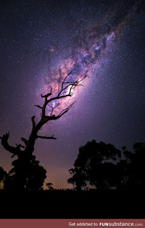 Milky Way tree