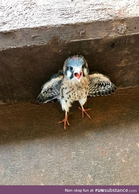 A baby hawk