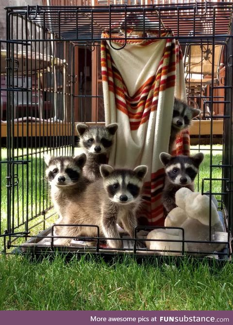 Baby raccoons pose for picture day