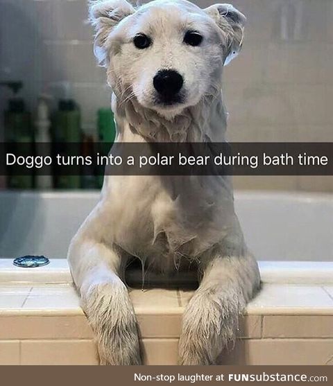 It's a polar dog