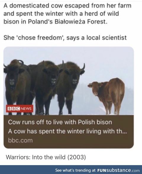 Cow finds freedom