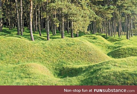 100-year-old World War I trenches in a French forest