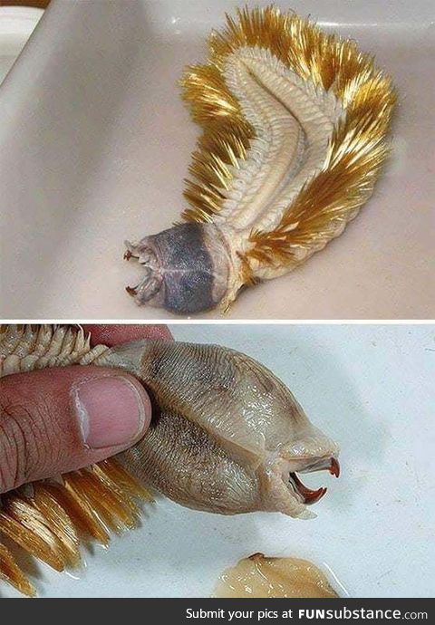 Eulgisca gigantean aka the Golden worm from the sea of Antarctica