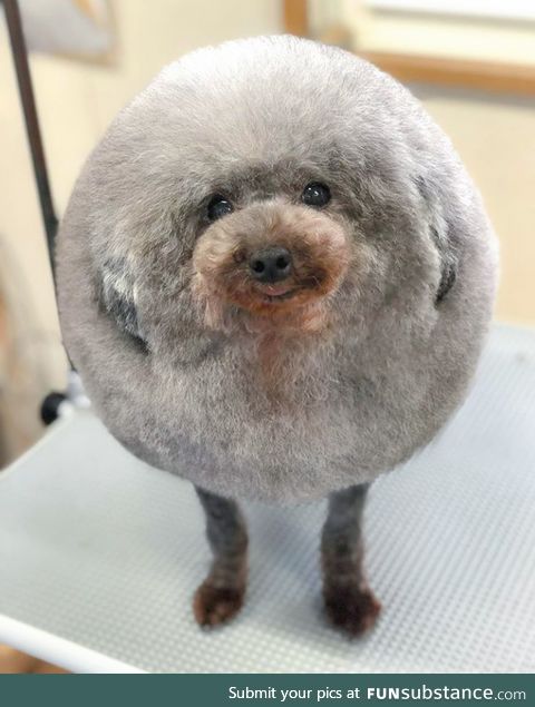 A perfectly round dog