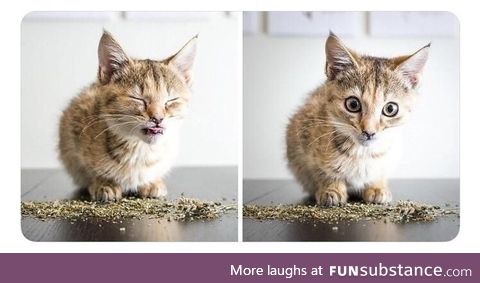 Kitten's reaction to Catnip