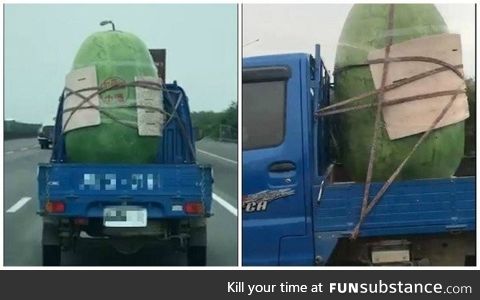 Mother of all melons spotted in Taiwan