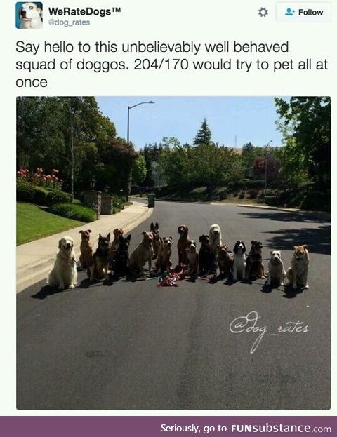 Dog squad