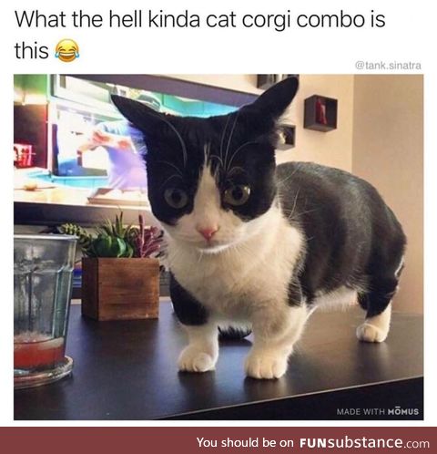Corgi cat
