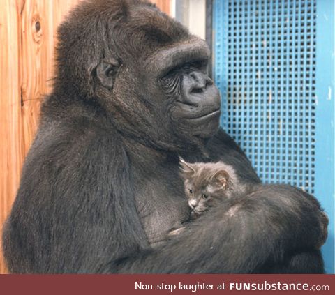 Rest in Peace Koko, may you be surrounded by a multitude of kittens.