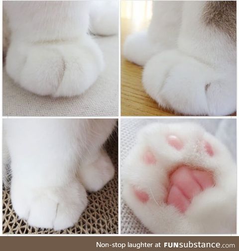 Here are kitten paws in case you're having a bad day