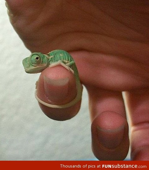 The tiniest baby chameleon