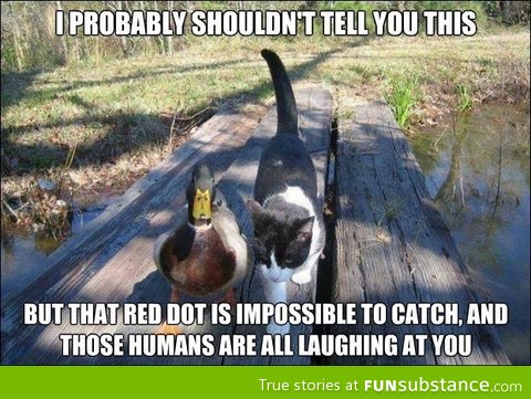 Mallard advices cat