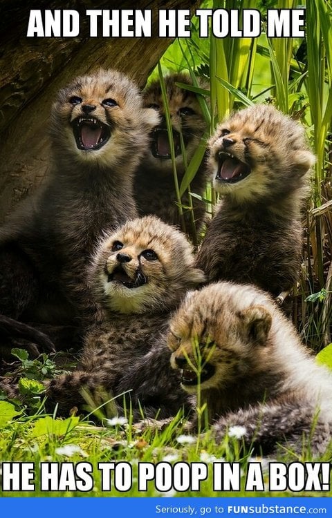 Little cheetahs vs house cats