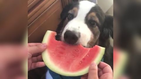 Dog gently eats watermelon