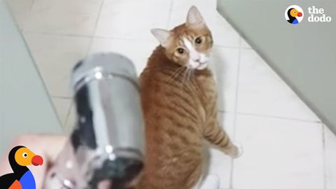 Cat that loves to play in the shower