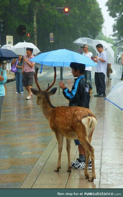 Rain deer