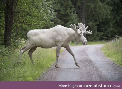 Albino Moose [Photo by Hans Nilsson, Värmland, Sweden]