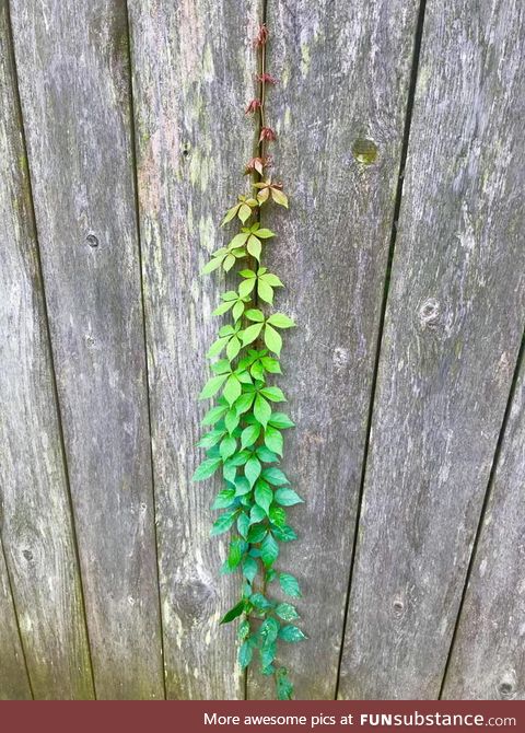 The colors of this vine