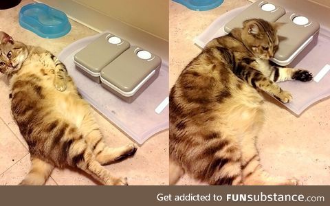 fat cat on a diet with a feeder with a timer. now he waiting for food..