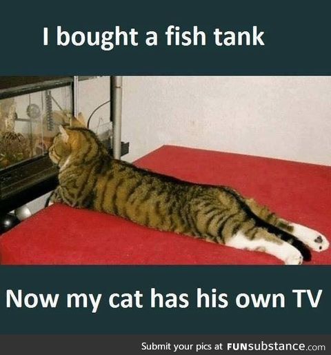 Cat has his own TV