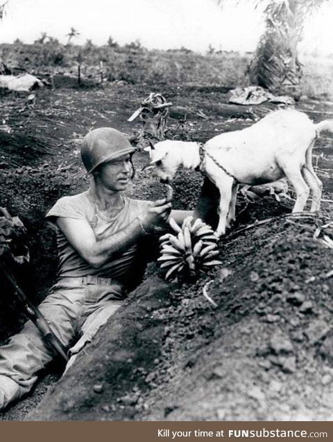 A soldier shares his banana with a goat during the battle of Saipan ca 1944