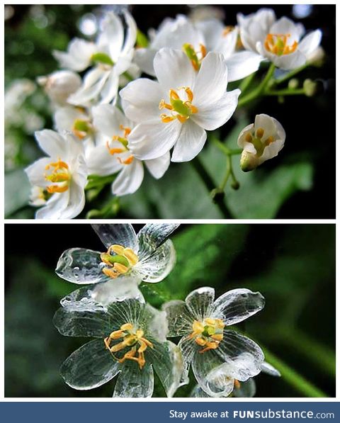 The Skeleton Flower’s petals become transparent when it rains