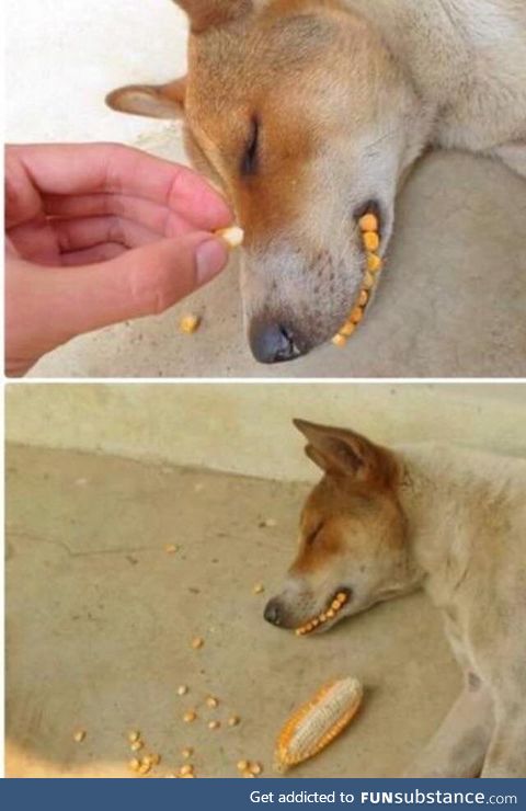 Dog loves corn