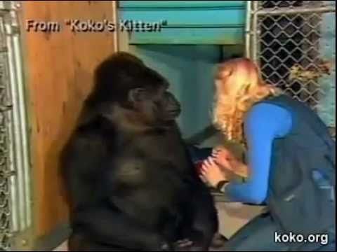 Koko the gorilla expresses grief when she finds out her kitten, AllBall, has died