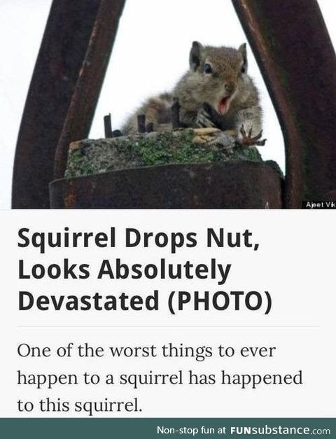 The worst thing that can happen to a squirrel