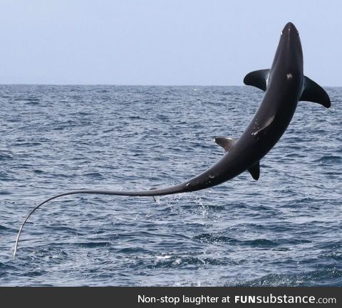 15-foot Thresher Shark leaps in air