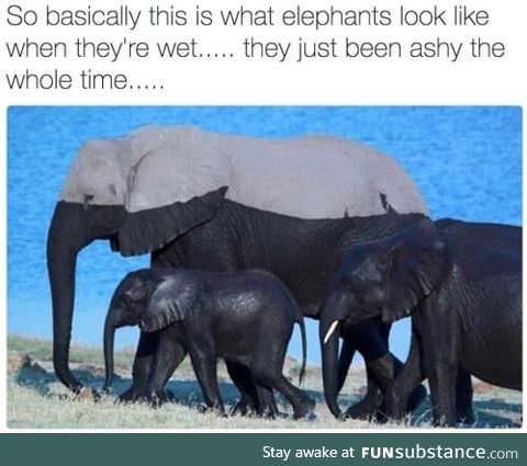 Elephants are dark