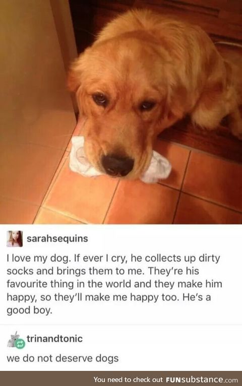 We do not deserve dogs