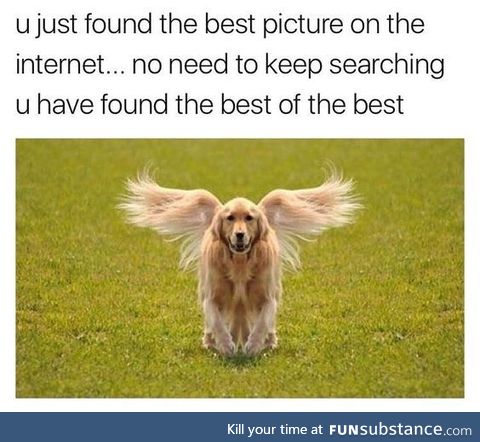 Angel-dog